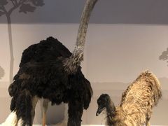 -贝林大翅鲸简餐厅(国家海洋博物馆店)