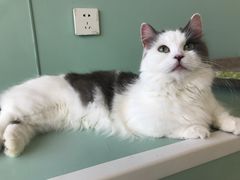 -怪兽屋·羊驼·猫咖·狗咖(俊华广场店)