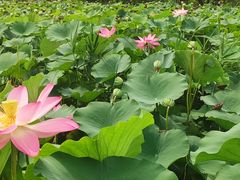 -西青郊野公园