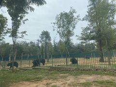 -秦皇岛野生动物园
