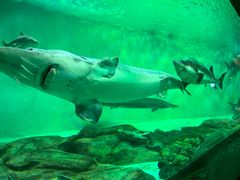 -太平洋海底世界