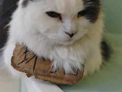 -怪兽屋·羊驼·猫咖·狗咖(俊华广场店)