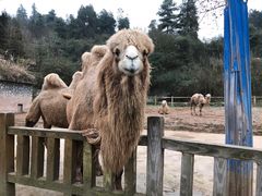 -贵州森林野生动物园