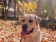 -美联众合宠物医院·爱萌分院·内外科·猫科中心