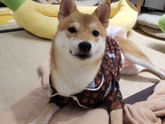 -逗柴咖啡屋·狗咖猫咖宠物桌游