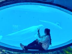 -海合安成都极地海洋公园