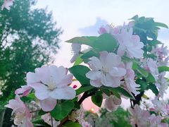 -海棠花溪(元大都城垣遗址公园)
