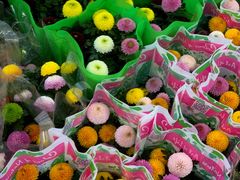 -双季花艺园艺市场(浦东店)