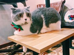 -共舞时光猫咖·狗咖(新街口店)