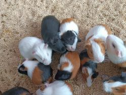 -未来动物城主题公园(正弘城店)