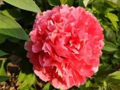 -清真马杰山牛肉汤馆