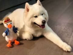 -PETKIT小佩宠物(古北店)