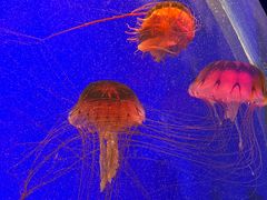 -上海海洋水族馆