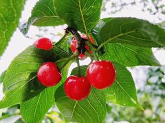 -樱桃山旅游景区