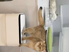 -COLOR PETS 撸猫馆·购猫·猫咖(长风大悦城店)