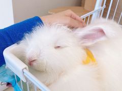 -怪兽屋·羊驼·猫咖·狗咖(俊华广场店)