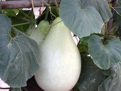 -柳沟豆腐宴义豆堂24号农家院