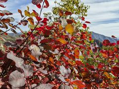 -大岭沟猕猴桃谷风景区
