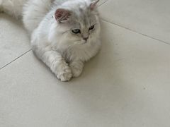 -怪兽屋·羊驼·猫咖·狗咖(俊华广场店)