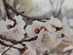 -石家庄市植物园
