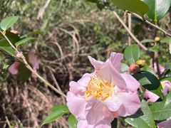 -南宁良凤江国家森林公园