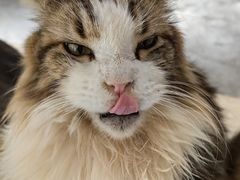 -more than meow吴止猫主题餐厅(承德 中船汇店)