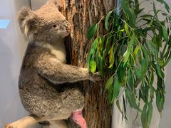 -墨尔本博物馆(Melbourne Museum)