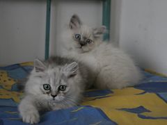 -中农大我爱我爱24h动物医院·中医针灸·猫专科·骨科医疗中心(双井店)