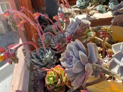 -四姑娘山阿巴郎·藏式花园餐厅