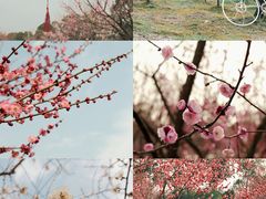 -花开海上生态园