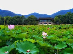 -西湖游船