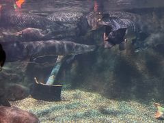 -太平洋海底世界