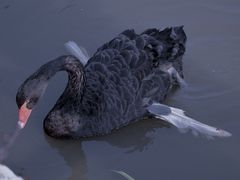 -鹅湖玫瑰文化园