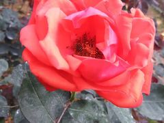 -人民公园(罗湖区)