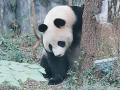 -红山森林动物园