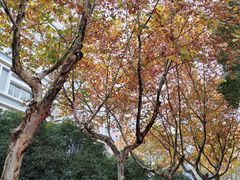 -金陵中学(河西分校)