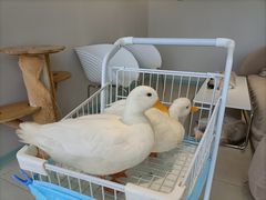 -怪兽屋·羊驼·猫咖·狗咖(俊华广场店)