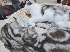 -藏猫猫咖啡主题馆(中央大道店)