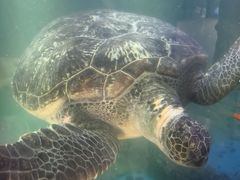 -广东惠东海龟国家级自然保护区