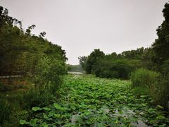 -昆山城市生态森林公园