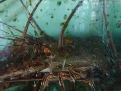 龙虾-浪琴湾尾角仔海鲜坊