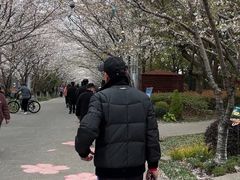 -高东镇樱花园
