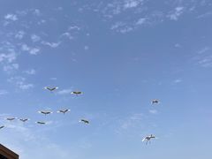 -盐城丹顶鹤湿地生态旅游区