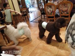 -more than meow吴止猫主题餐厅(承德 中船汇店)