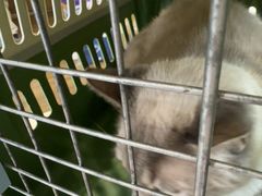 -爱侣·安琦尔宠物医院·中兽医针灸·心内科·狂犬免疫点(宝山区院)