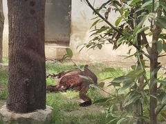 -成都动物园