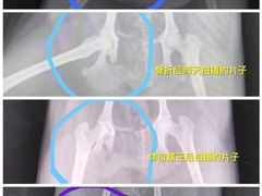 -宠爱国际动物医院·消化内科·心肾内科·ISFM猫友好(望京店)