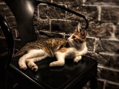 -虚荣精酿酒屋(五羊店)