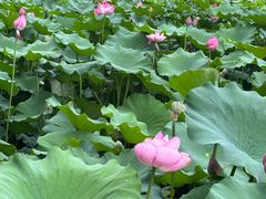 -莲池书院博物馆