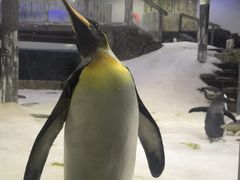 -悉尼海洋生物水族馆